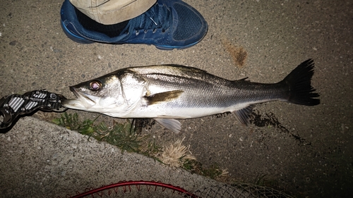 フッコ（マルスズキ）の釣果