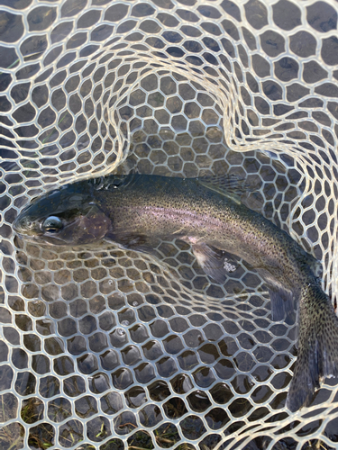 ニジマスの釣果