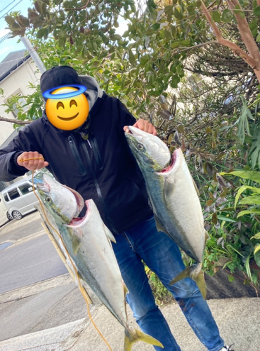 ブリの釣果