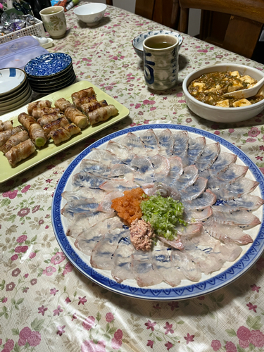 ヒラメの釣果