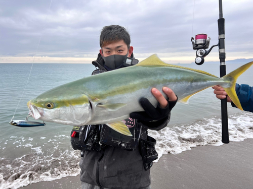 ワラサの釣果