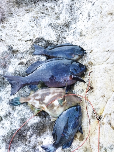 クチブトグレの釣果