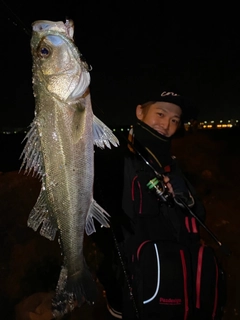 シーバスの釣果