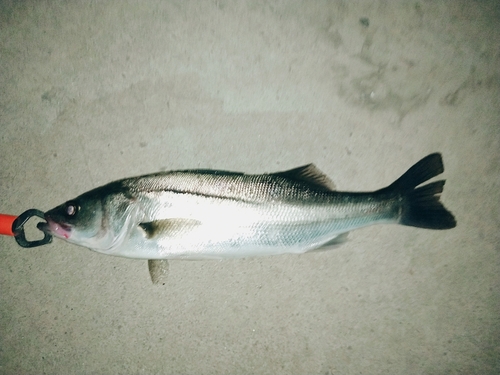 セイゴ（マルスズキ）の釣果