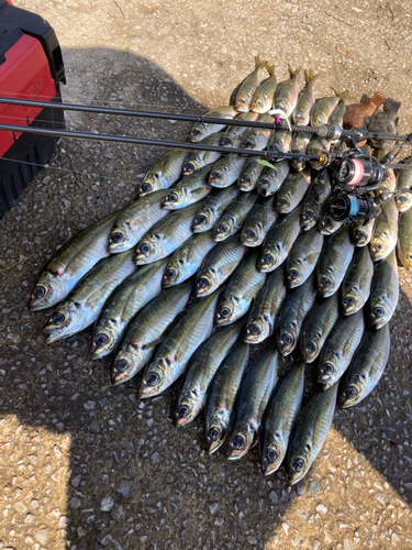 アジの釣果