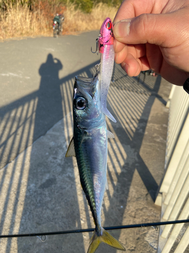 サバの釣果