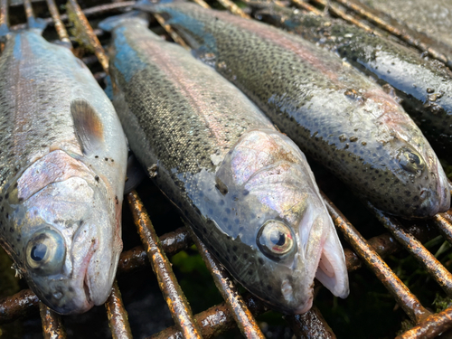 ニジマスの釣果