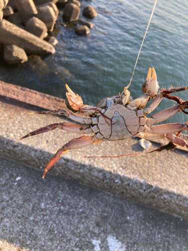 カニの釣果