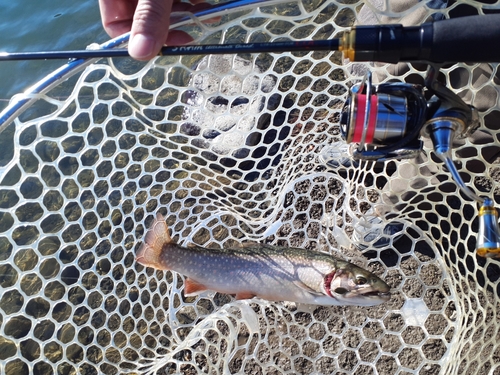 ニジマスの釣果