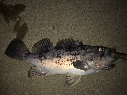 クロソイの釣果