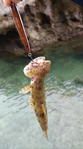 エソの釣果