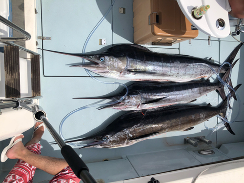 マカジキの釣果