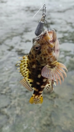 イソゴンベの釣果