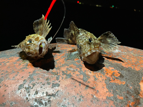 カサゴの釣果