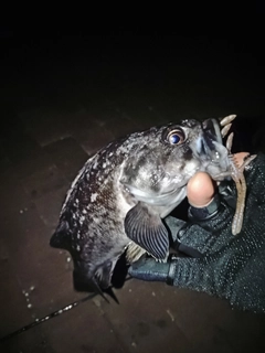 クロソイの釣果