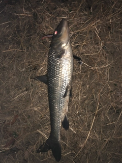 ニゴイの釣果