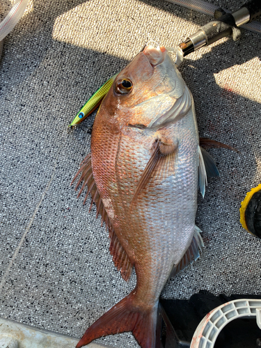 マダイの釣果