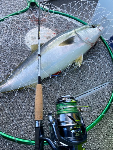 ワラサの釣果