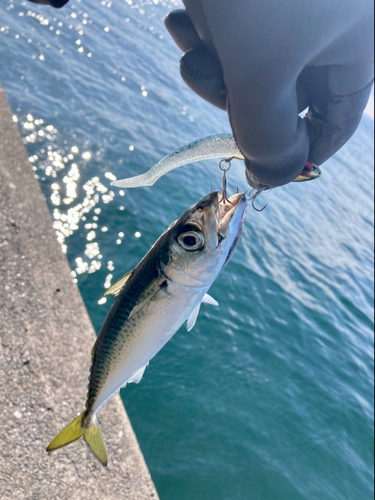 サバの釣果