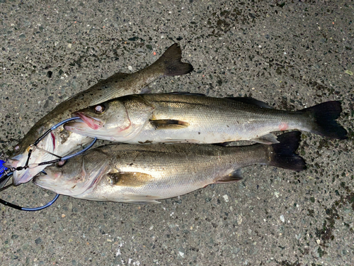 シーバスの釣果