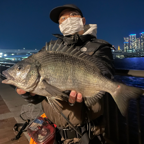 チヌの釣果