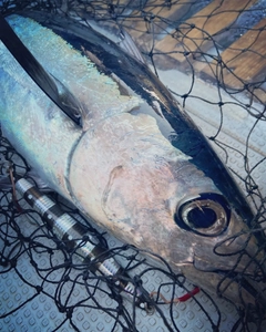 ビンチョウマグロの釣果