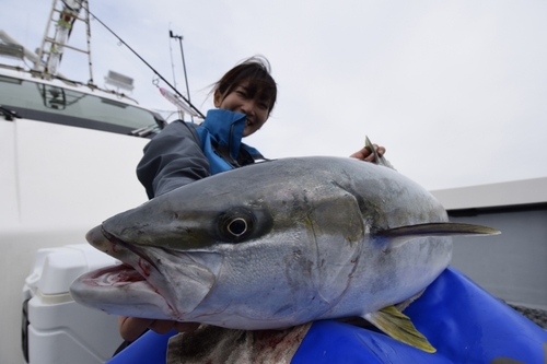 ヒラマサの釣果