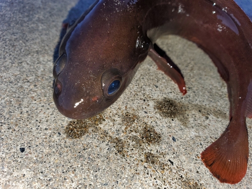 ドンコの釣果