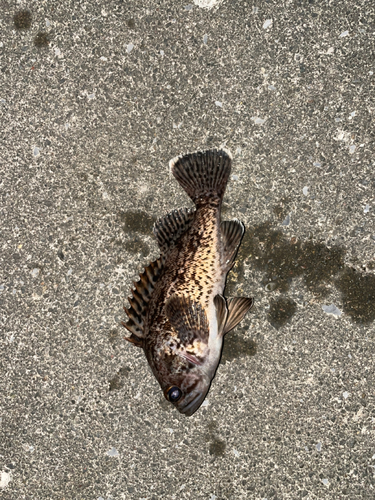 クロソイの釣果