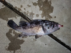 クロソイの釣果