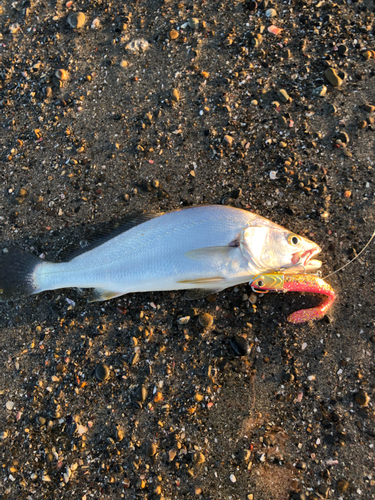 ニベの釣果