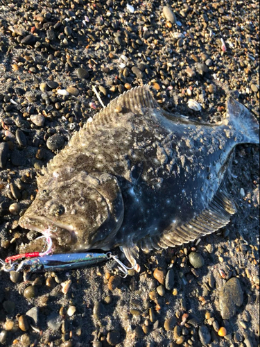 ヒラメの釣果