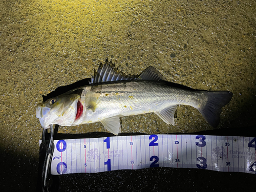 シーバスの釣果