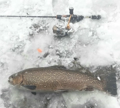 タイガートラウトの釣果