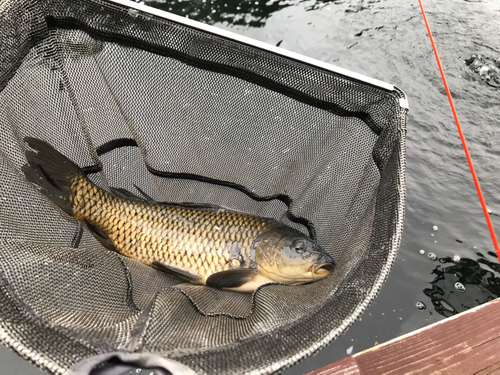 コイの釣果