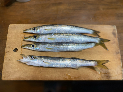 ヤマトカマスの釣果