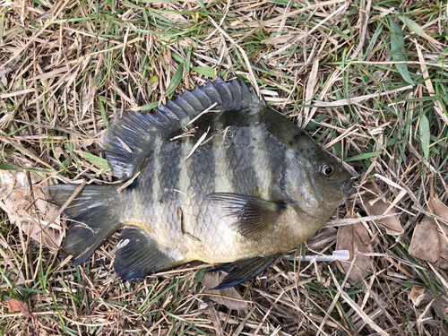 オヤビッチャの釣果