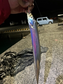 タチウオの釣果