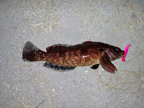 アイナメの釣果