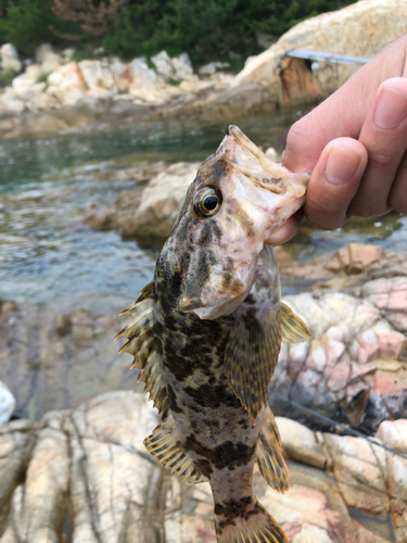 タケノコメバルの釣果