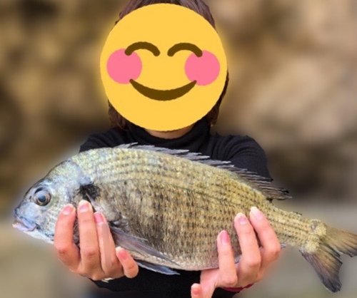 ミナミクロダイの釣果