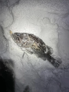 クロソイの釣果