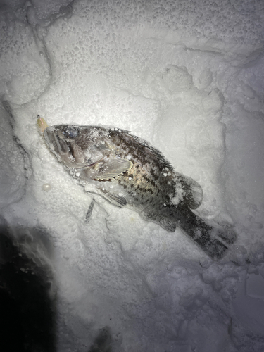 クロソイの釣果