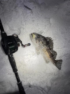 クロソイの釣果