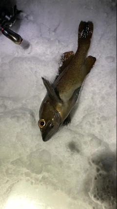 エゾメバルの釣果