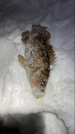 エゾメバルの釣果