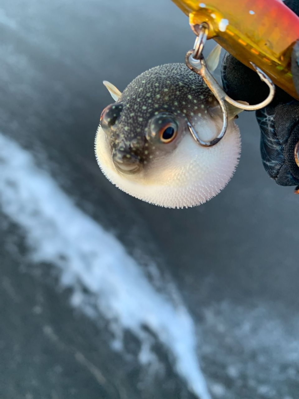 クサフグ