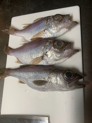 シロムツの釣果