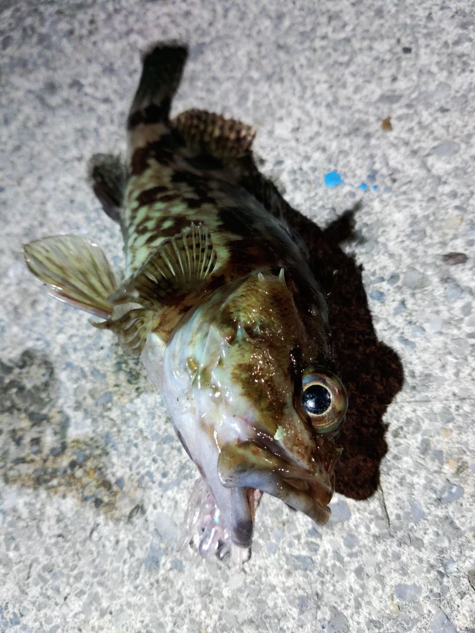 タケノコメバル