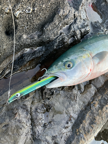 イナダの釣果